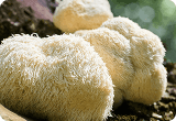 Lion’s Mane Extract (Hericium erinaceus)
